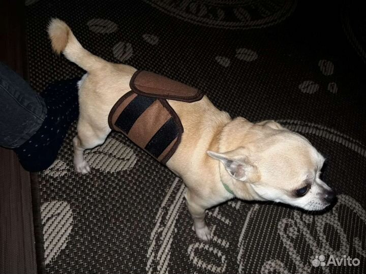 Чихуахуа пояс для кобеля