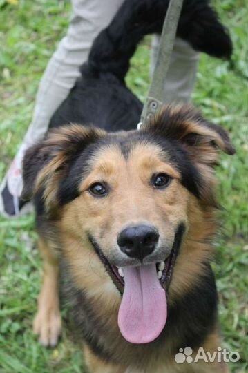 Детство шенка не должно быть за решеткой