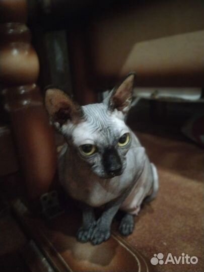 Котята. Донской сфинкс (Браш)