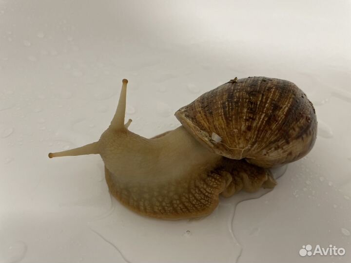Улитки ахатины большие