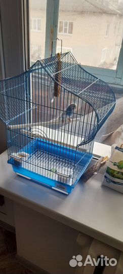 Продам волнистого попугая