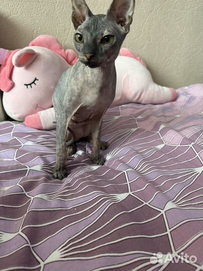Кошка сфинкс