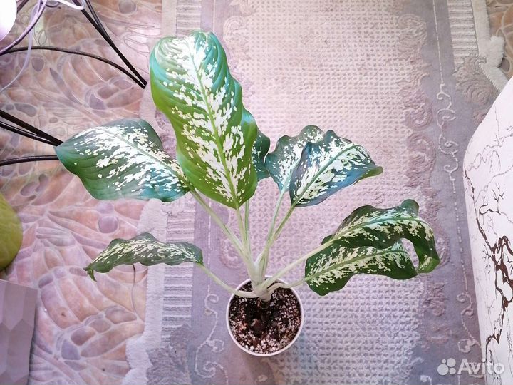 Диффенбахия Sp.Природник к 