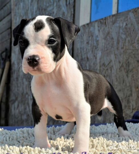 Высокопородные щенки стаффорда