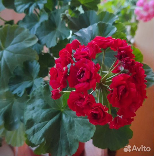 Пеларгония герань сортовая