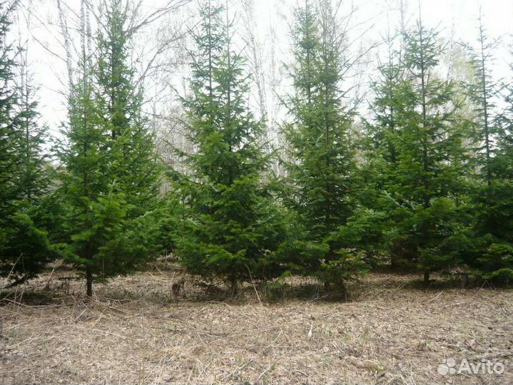 Пихта-сибирская