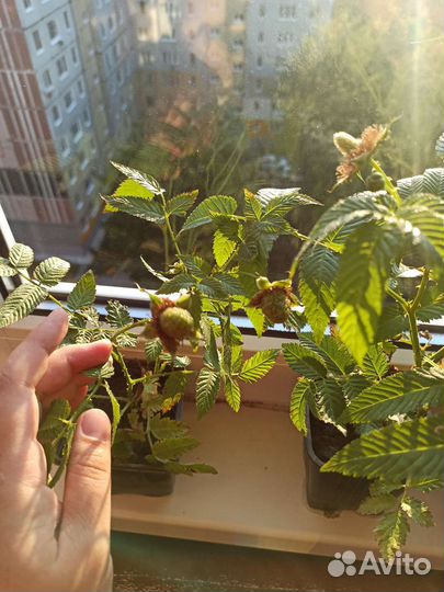 Княженика саженцы с закрытой корневой, на цвету