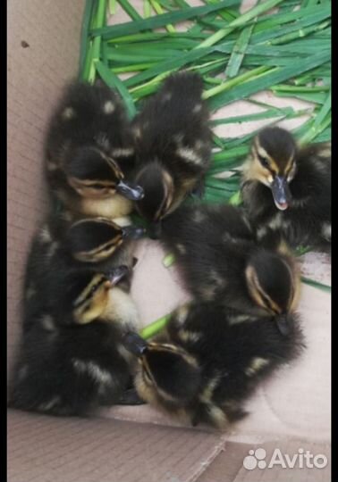 Дикие утята