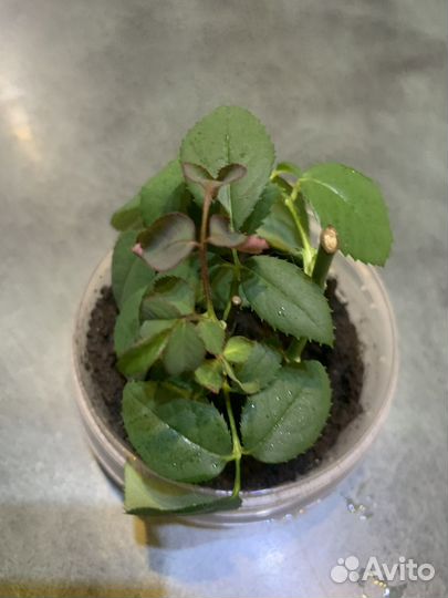 Комнатные цветы розы