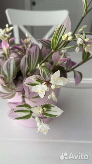 Традесканция Pink hill