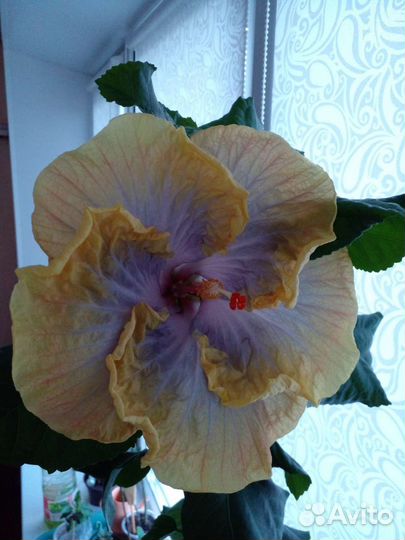 Сортовой гибискус