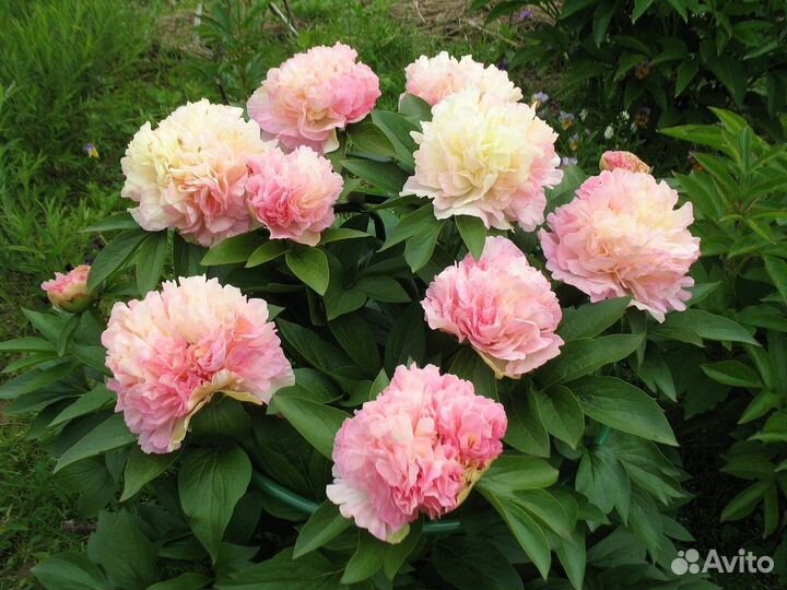 Пион лойс чойс со своего сада