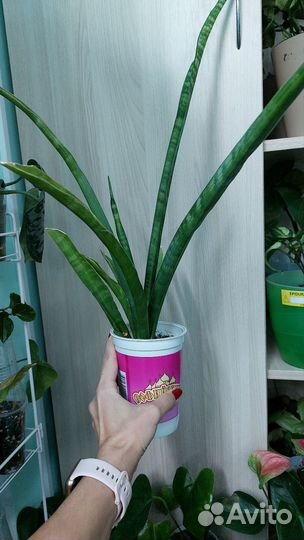 Сансевиерия «мото» и кирка