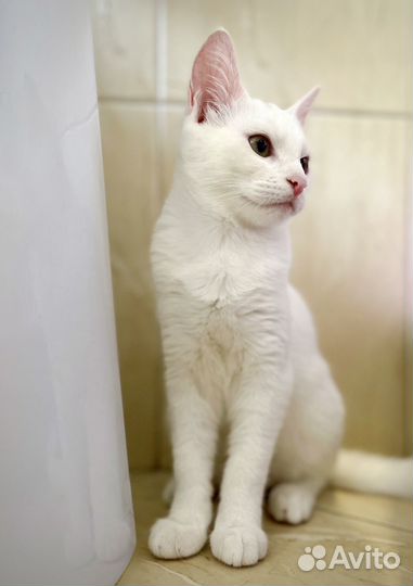 Отдам котенка