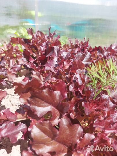 Щавель,шпинат,руккола,петрушка,смесь салатов,укроп