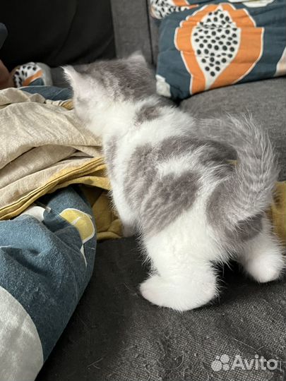 Котята британец шотландцы