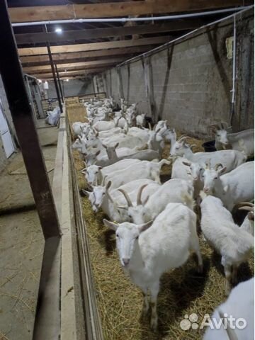 Козы Чешские, Зааненские