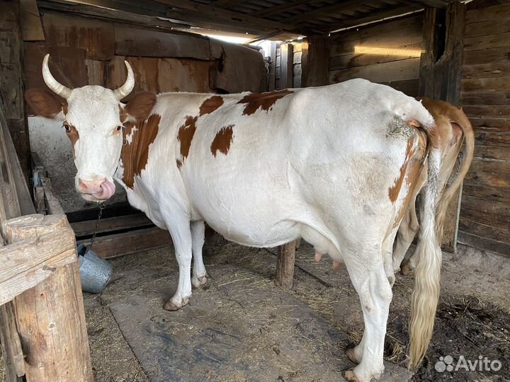 Корова дойная