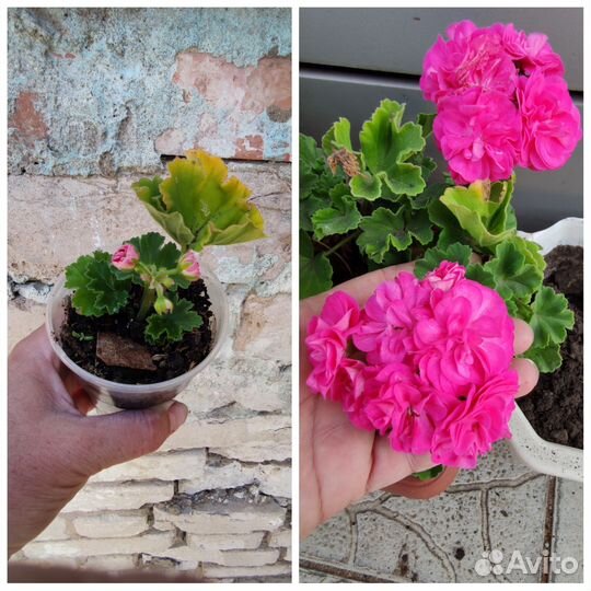 Пеларгония герань махровая