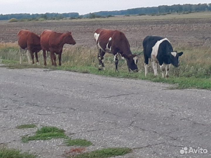 Телки + корова