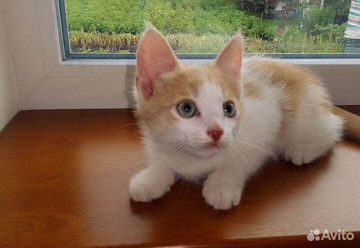 Рыжик котик 2.5 месяца