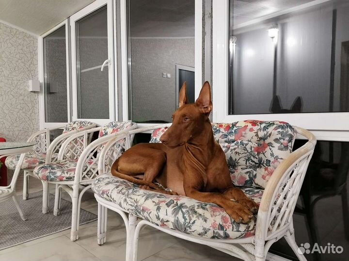 Передержка для собак