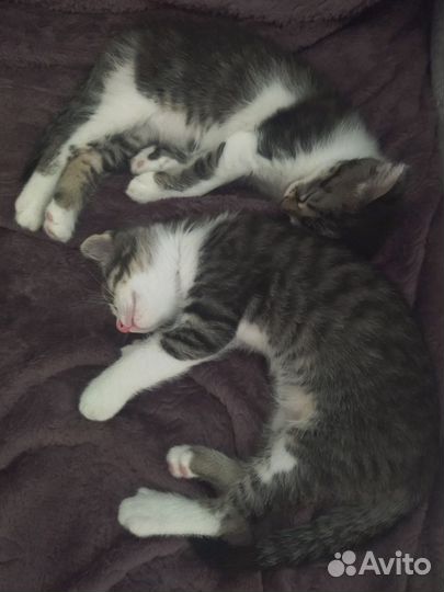 Шотландская кошка в дар