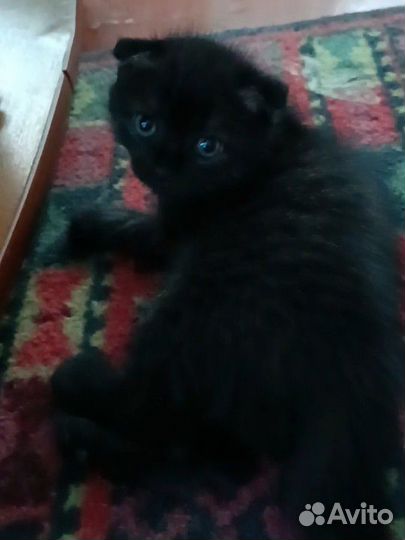 Шотландская