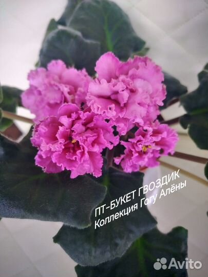 Фиалки сортовые
