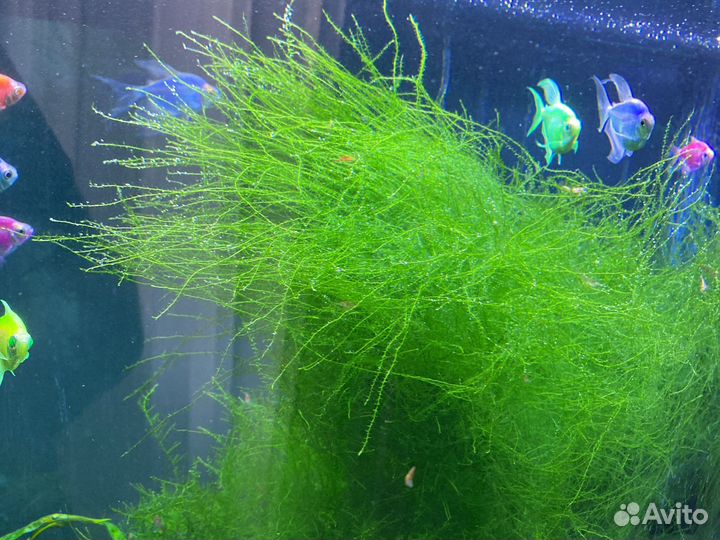 Мох яванский, для пресноводных аквасов, красивый