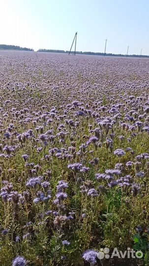 Фацелия гост