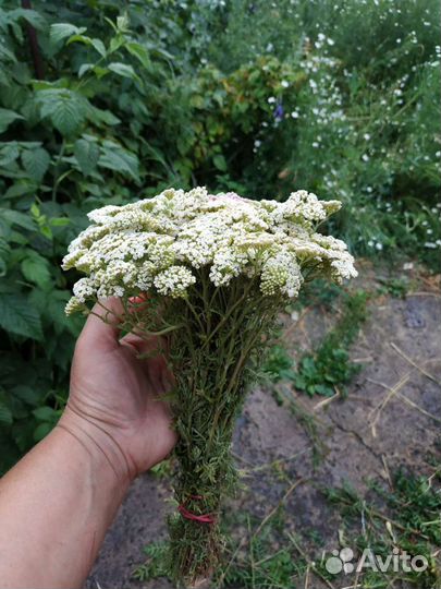 Тысячелистник степной