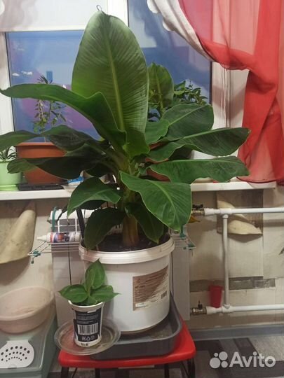 Банан Киевский карлик