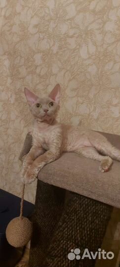 Котик
