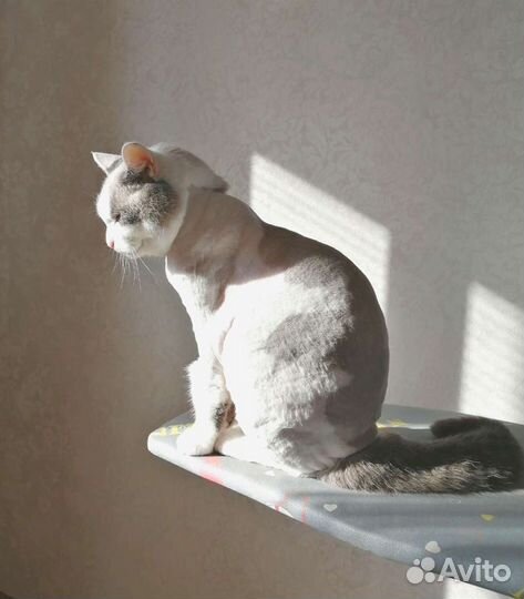 Стрижка кошек. Грумер
