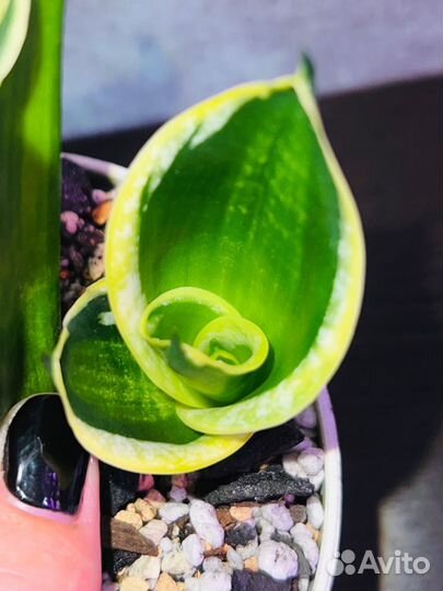 Сансевиерия Ханни Пагода Стриата