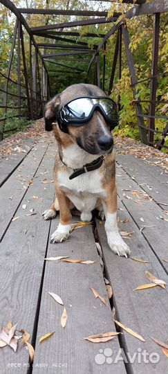 Родители разводятся,заберите Арчи