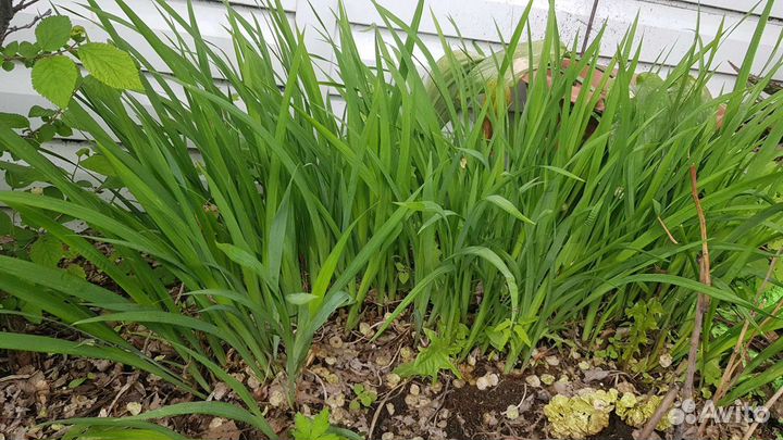 Многолетние цветы