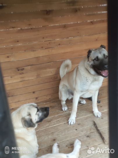 Вязка турецкий кангал