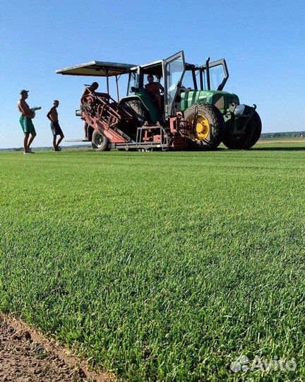 Рулонный газон