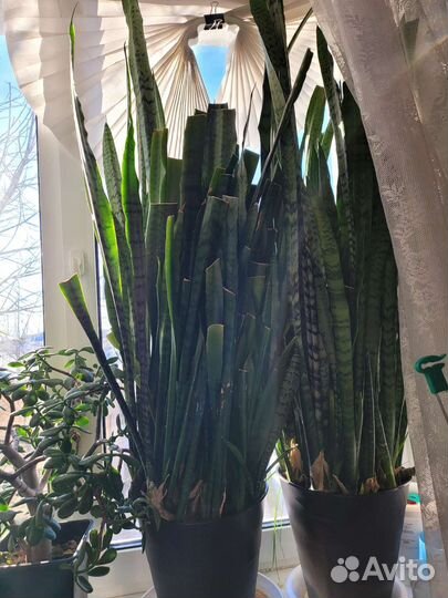 Сансевиерия сортовая