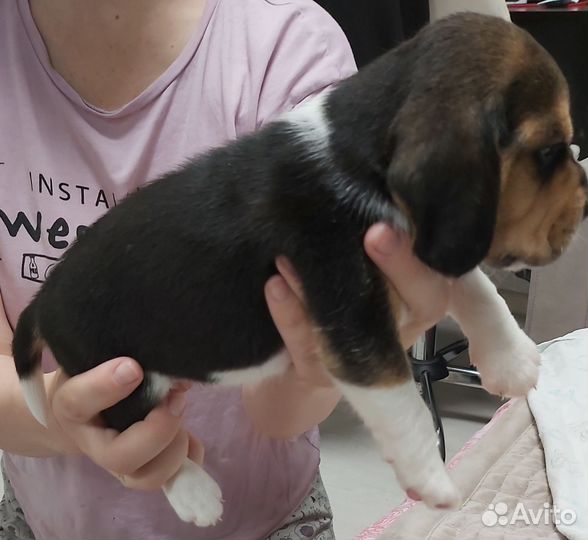 Щенки бигль