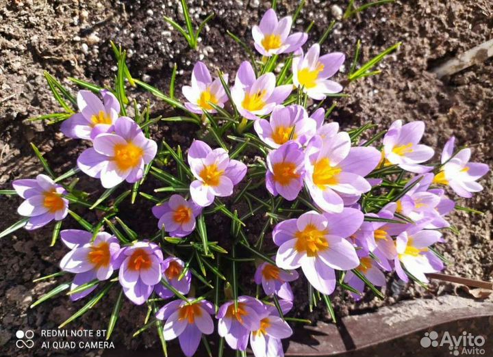 Шикарные Подснежники,Крокусы, Сцилла, Примулы