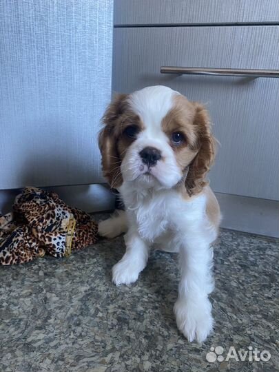 Кавалер кинг чарльз спаниель
