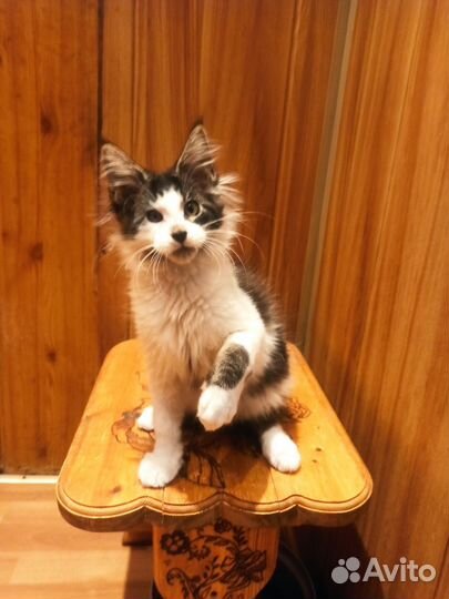 Котята мейн-кун