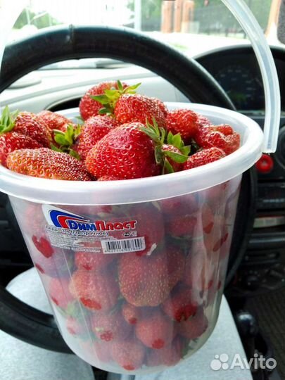 Годовалые саженцы Азия Лорд