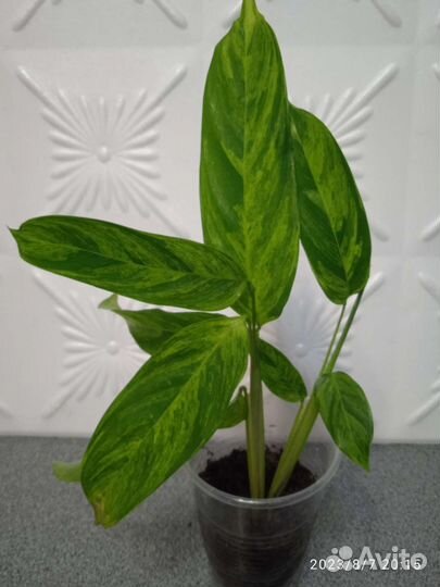 Ктенанта Е. Моррен, эпипремнумы и другие цветы