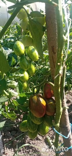 Набор семян помидоров для отличного урожая