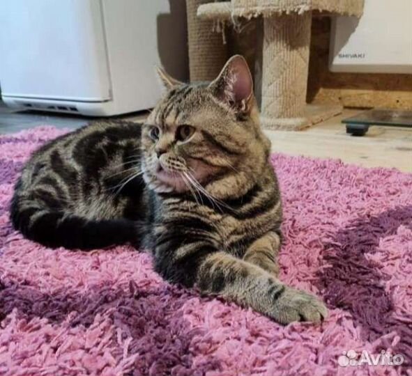 Вязка есть котята