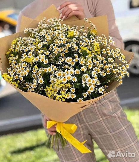 Цветы ромашки